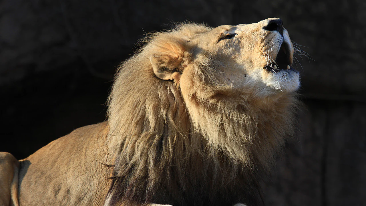 Wonders of Hashem: Safari Adventure - Image 5