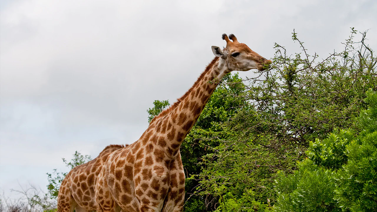 Wonders of Hashem: Safari Adventure - Image 8